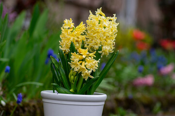 Hyacinthus orientalis ornamental beautiful springtime flowering plant, group of colorful bright flowers in bloom in