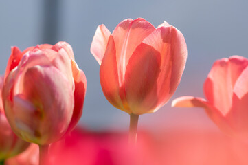 Bright light pink yellow color country Darwin tulips in bloom, bouquet of springtime flowering petal plants in the garden