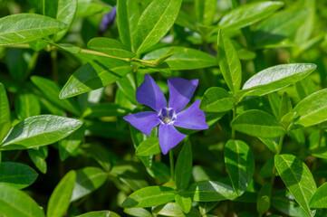Vinca minor lesser periwinkle flowers in bloom, common periwinkle flowering plants, blue purple...