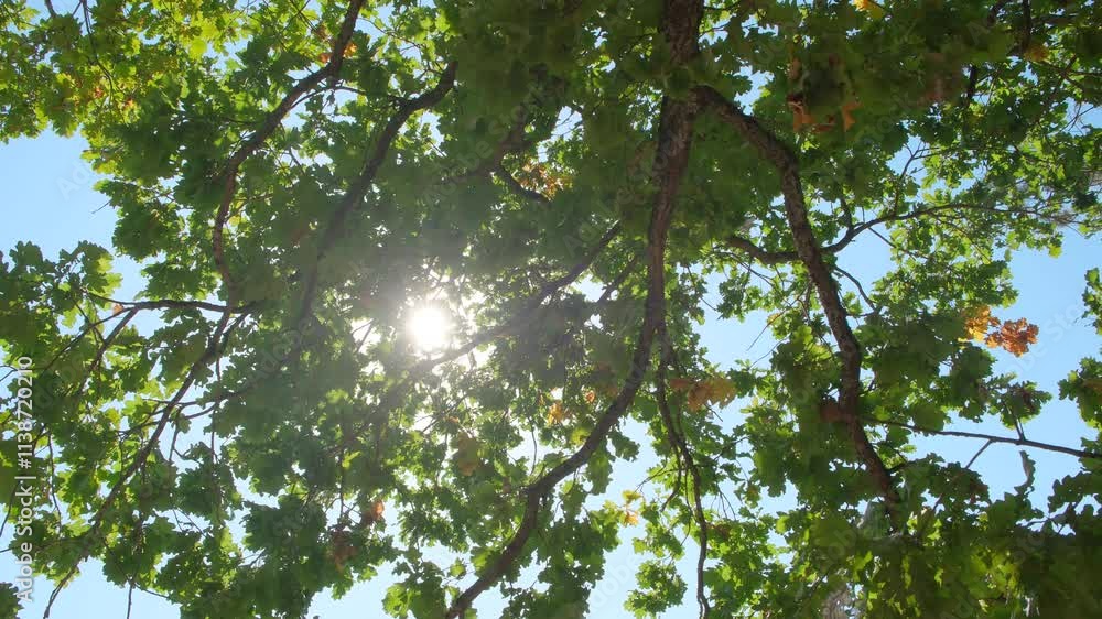 Poster sun is shining through the leaves of a tree, creating a beautiful and peaceful scene. the light is c