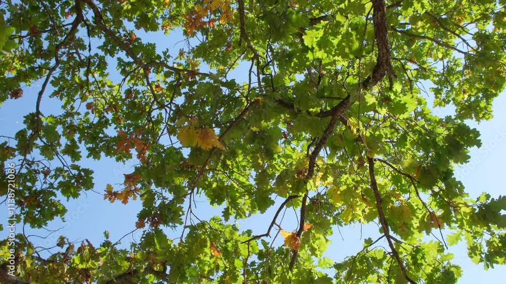 Poster sun is shining through the leaves of a tree, creating a beautiful and peaceful scene. the light is c