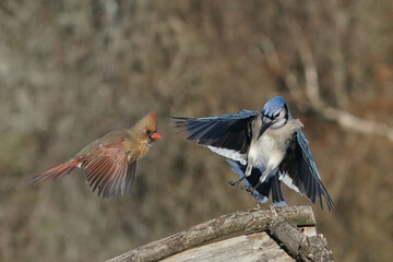Cardinals an Blue Jays in winter