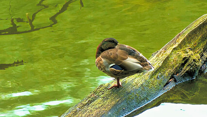 Cybina Valley, protected area, nature, duck sitting on a fallen tree in the river