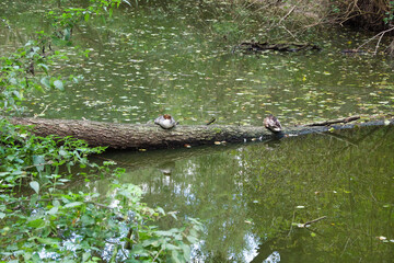 Cybina Valley, protected area, nature, duck sitting on a fallen tree in the river