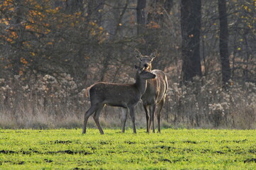 A red deer doe with her fawn standing in a field of green grass against the backdrop of an autumn forest