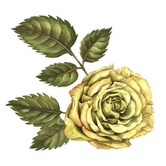 Yellow rose flower with green leaves, isolated on a white background. Watercolor botanical illustration template for wedding, birthday, mother's day, postcard, poster, wallpaper, sticker, scrapbook