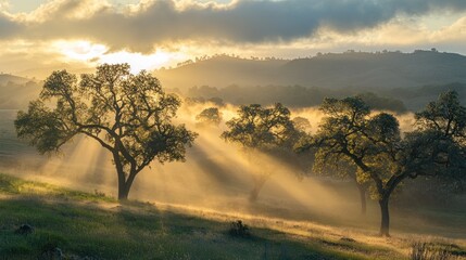 Fototapeta premium Sunbeams illuminate misty field with trees at sunrise.