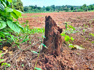 Termite Mounds Built among the bushes in wild plantations