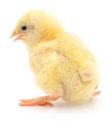 Small yellow chicken
