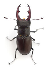 Bug (Oryctes Nasicornis).