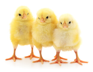 Group of little chicks.