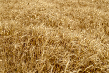 Ears of wheat.