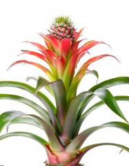 Obraz premium Vibrant bromeliad plant with red and green leaves and unique flower, displayed against a white backdrop
