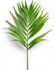 Fototapeta premium Lush green parlor palm leaf, also called chamaedorea elegans, adding a tropical touch against a pristine white background