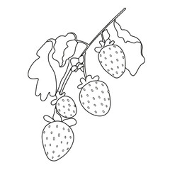 Black and white outline drawing of a branch with strawberries and leaves. Ideal for packaging design, food blogs and printed products