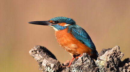 un pez martin pescador de bonitos colores