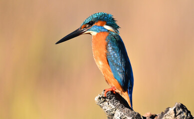 un pez martin pescador de bonitos colores