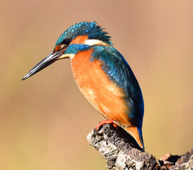 un colorido martin pescador en libertad