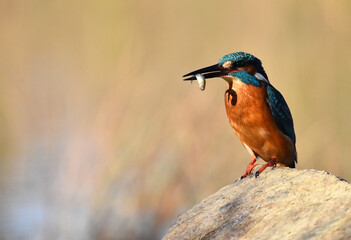 un pez martin pescador de bonitos colores