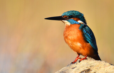 un pez martin pescador de bonitos colores