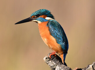 un pez martin pescador de bonitos colores