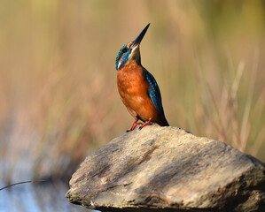 un pez martin pescador de bonitos colores
