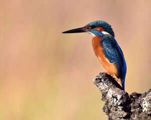 un pez martin pescador de bonitos colores