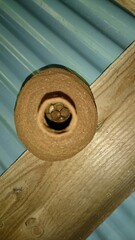 1391)Initial nest built by the queen yellow vented hornet alone(Photo taken at 14:26 on may 18,...