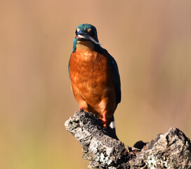 un pez martin pescador de bonitos colores