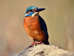 un pez martin pescador de bonitos colores