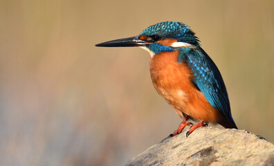 un pez martin pescador de bonitos colores