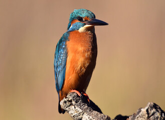 un pez martin pescador de bonitos colores