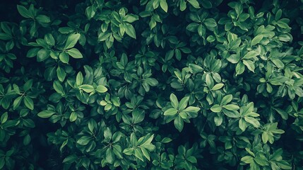 Lush green foliage creates a vibrant, textured backdrop.