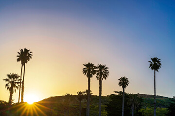 Obraz premium Palm trees silhouetted against the sky at sunset