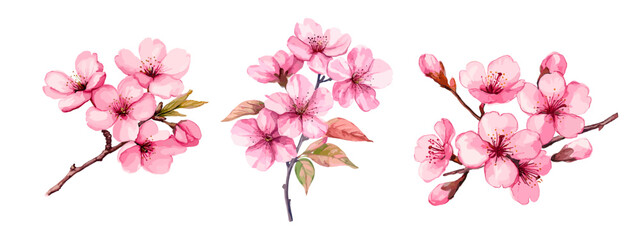 Watercolor sakura branches. Chinese cherry blossom branch set with pink flower petals, japanese spring bloom trees hand drawing paint art vector illustration