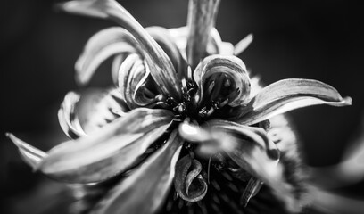 black and white flower © Stephen
