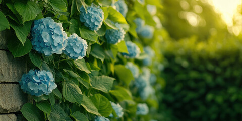 Serene garden wall with climbing hydrangeas outdoor floral wallpaper tranquil atmosphere nature view garden concept