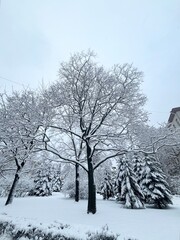 Beautiful winter landscape in the park