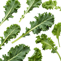 raw green organic baby kale on transparent background