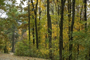 Beautiful trees and pathway in park. Picturesque autumn landscape