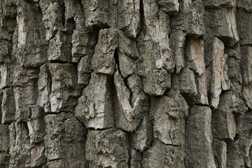 Closeup view of tree bark. Natural texture