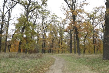 Beautiful trees in park. Picturesque autumn landscape
