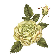 Obraz premium Beautiful yellow rose, bud, green leaves, flower stems isolated on white background. Watercolor illustration template for wedding, birthday, mother's day, gift, wallpaper, stickers, scrapbooking
