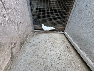 Columba livia domestica domestic brown pigeon. Red and red spotted carrier pigeon. The fickle...