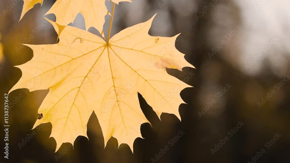 Aufkleber A leaf is hanging from a tree branch. leaf is yellow and has brown spots. autumn background