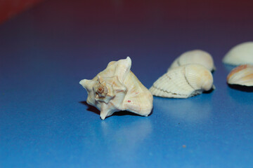 seashells on a blue table in the interior as a decoration or accessory