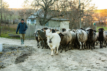 Beautiful landscape with quiet rural life of winter without snow in Moldova