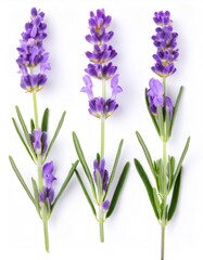 Obraz premium Fresh lavender sprigs with vibrant purple flowers and green leaves arranged on a clean white background, ideal for beauty and wellness concepts