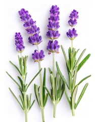 Gracefully laid on a pristine white background, four lavender sprigs display vibrant purple flowers and green stems