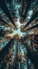 Obraz premium A stunning upward view of tall trees stretching toward the sky, their vibrant green leaves forming a dense forest canopy illuminated by soft sunlight filtering through.